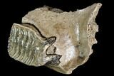 Woolly Mammoth Jaw Section - Germany #111761-3